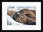 Walrus on Sea Ice, Hudson Bay, Nunavut, Canada by Anonymous