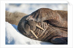 Walrus on Sea Ice, Hudson Bay, Nunavut, Canada by Anonymous