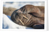 Walrus on Sea Ice, Hudson Bay, Nunavut, Canada by Anonymous