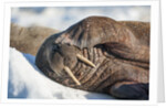 Walrus on Sea Ice, Hudson Bay, Nunavut, Canada by Anonymous