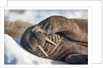 Walrus on Sea Ice, Hudson Bay, Nunavut, Canada by Anonymous