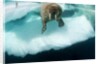 Underwater View of Walrus, Hudson Bay, Nunavut, Canada by Anonymous