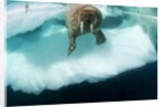 Underwater View of Walrus, Hudson Bay, Nunavut, Canada by Anonymous