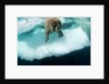 Underwater View of Walrus, Hudson Bay, Nunavut, Canada by Anonymous