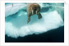 Underwater View of Walrus, Hudson Bay, Nunavut, Canada by Anonymous