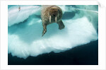 Underwater View of Walrus, Hudson Bay, Nunavut, Canada by Anonymous