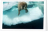 Underwater View of Walrus, Hudson Bay, Nunavut, Canada by Anonymous