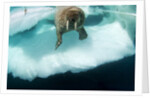 Underwater View of Walrus, Hudson Bay, Nunavut, Canada by Anonymous