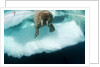 Underwater View of Walrus, Hudson Bay, Nunavut, Canada by Anonymous