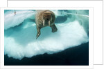 Underwater View of Walrus, Hudson Bay, Nunavut, Canada by Anonymous