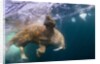 Underwater Walrus, Hudson Bay, Nunavut, Canada by Anonymous