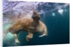 Underwater Walrus, Hudson Bay, Nunavut, Canada by Anonymous