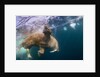 Underwater Walrus, Hudson Bay, Nunavut, Canada by Anonymous