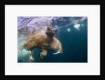 Underwater Walrus, Hudson Bay, Nunavut, Canada by Anonymous