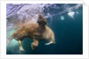 Underwater Walrus, Hudson Bay, Nunavut, Canada by Anonymous