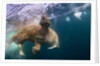 Underwater Walrus, Hudson Bay, Nunavut, Canada by Anonymous