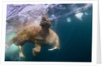 Underwater Walrus, Hudson Bay, Nunavut, Canada by Anonymous
