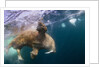 Underwater Walrus, Hudson Bay, Nunavut, Canada by Anonymous