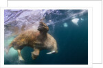 Underwater Walrus, Hudson Bay, Nunavut, Canada by Anonymous