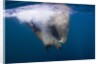Underwater Walrus, Hudson Bay, Nunavut, Canada by Anonymous