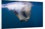 Underwater Walrus, Hudson Bay, Nunavut, Canada by Anonymous