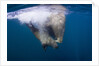 Underwater Walrus, Hudson Bay, Nunavut, Canada by Anonymous