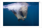 Underwater Walrus, Hudson Bay, Nunavut, Canada by Anonymous