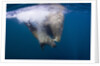Underwater Walrus, Hudson Bay, Nunavut, Canada by Anonymous