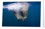 Underwater Walrus, Hudson Bay, Nunavut, Canada by Anonymous