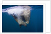 Underwater Walrus, Hudson Bay, Nunavut, Canada by Anonymous