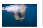 Underwater Walrus, Hudson Bay, Nunavut, Canada by Anonymous