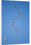 Snow Geese, New Mexico by Anonymous