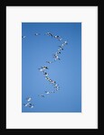 Snow Geese, New Mexico by Anonymous