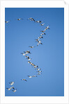 Snow Geese, New Mexico by Anonymous