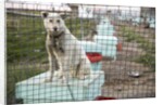 Sled Dog, Rankin Inlet, Nunavut, Canada by Anonymous