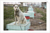 Sled Dog, Rankin Inlet, Nunavut, Canada by Anonymous