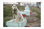 Sled Dog, Rankin Inlet, Nunavut, Canada by Anonymous
