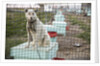 Sled Dog, Rankin Inlet, Nunavut, Canada by Anonymous