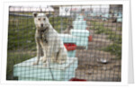 Sled Dog, Rankin Inlet, Nunavut, Canada by Anonymous