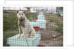 Sled Dog, Rankin Inlet, Nunavut, Canada by Anonymous
