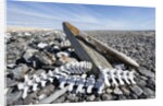 Whalers' Graves, Deadman Island, Nunavut, Canada by Anonymous