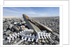 Whalers' Graves, Deadman Island, Nunavut, Canada by Anonymous