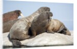Walrus Herd on Ice, Hudson Bay, Nunavut, Canada by Anonymous