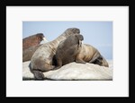 Walrus Herd on Ice, Hudson Bay, Nunavut, Canada by Anonymous