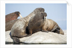 Walrus Herd on Ice, Hudson Bay, Nunavut, Canada by Anonymous