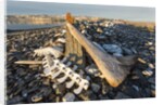 Whalers' Graves, Deadman Island, Nunavut, Canada by Anonymous