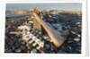 Whalers' Graves, Deadman Island, Nunavut, Canada by Anonymous