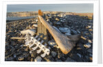 Whalers' Graves, Deadman Island, Nunavut, Canada by Anonymous