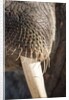 Walrus Whiskers and Tusk, Hudson Bay, Nunavut, Canada by Anonymous
