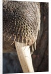 Walrus Whiskers and Tusk, Hudson Bay, Nunavut, Canada by Anonymous
